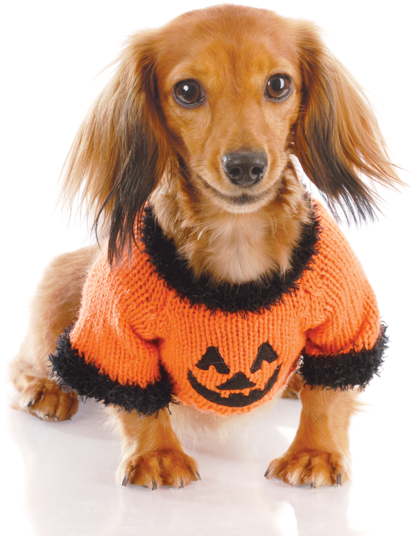 halloween-dog