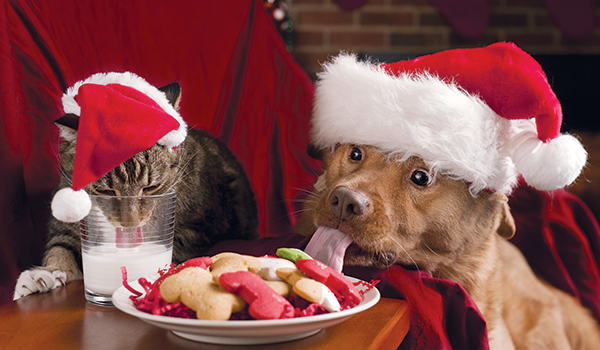 Pet Holiday Hazards