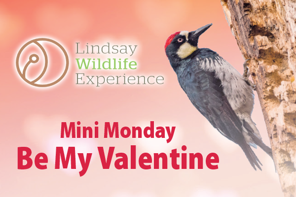 Be My Valentine