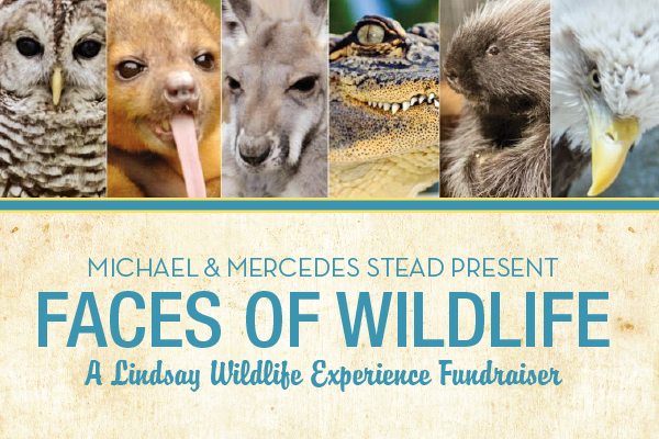 Faces of Wildlife