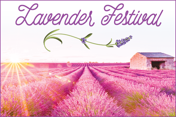 Araceli Farms Lavender Festival