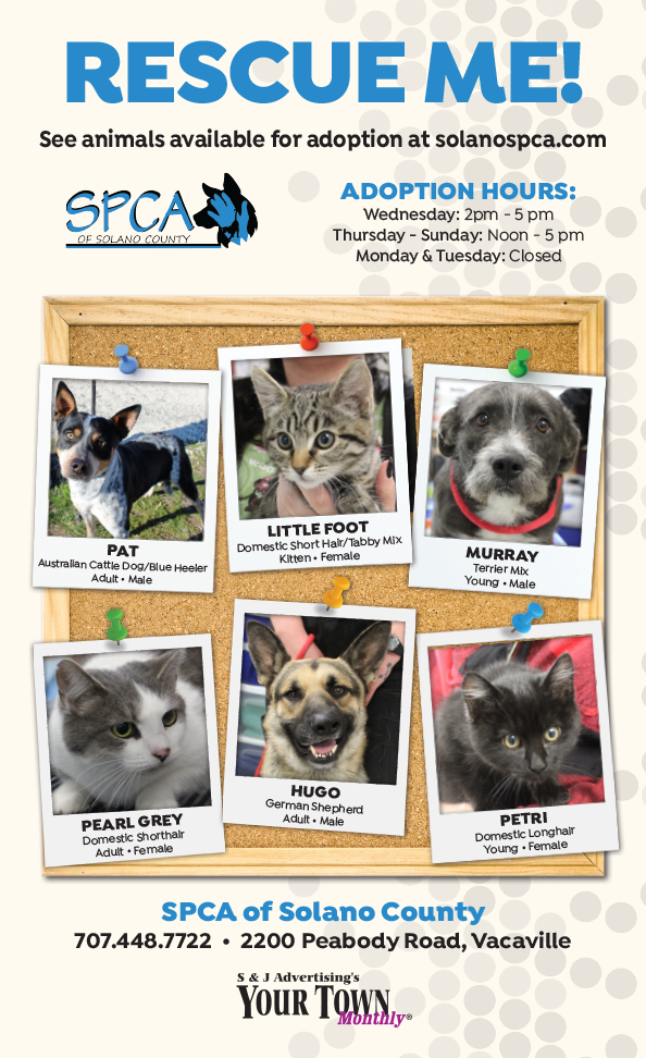 Animals Available at the SPCA of Solano County - Your Town Monthly