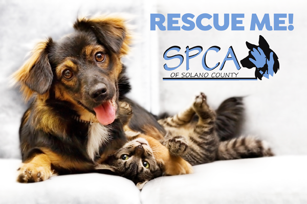 Animals for Adoption at the SPCA of Solano County - Your Town Monthly