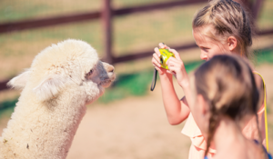 alpaca farm days vacaville