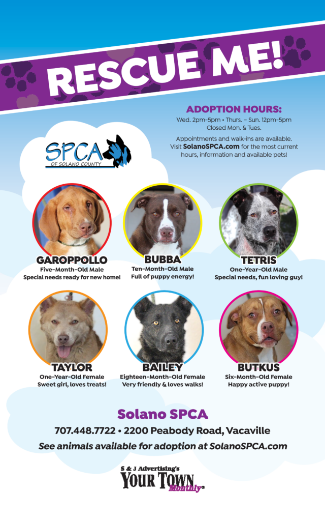 Animals for Adoption at the SPCA of Solano County - Your Town Monthly