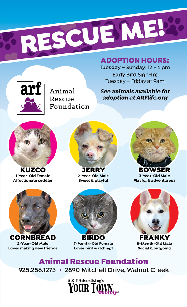 Animals Available for Adoption at Animal Rescue Foundation - Your Town ...