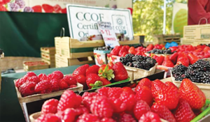 vacaville farmers market